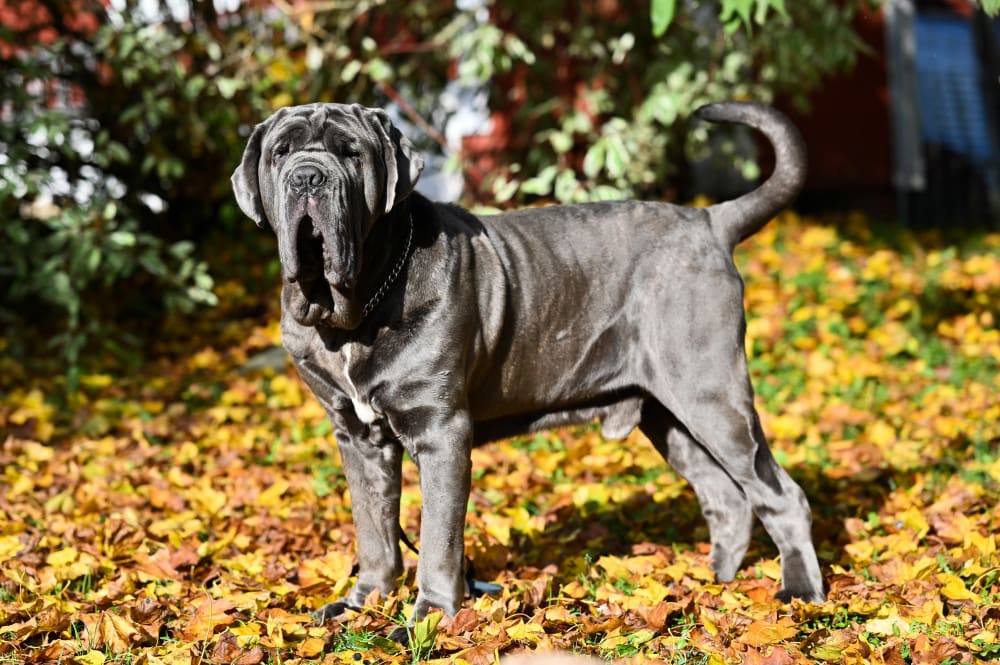 Neapolitan Mastiff