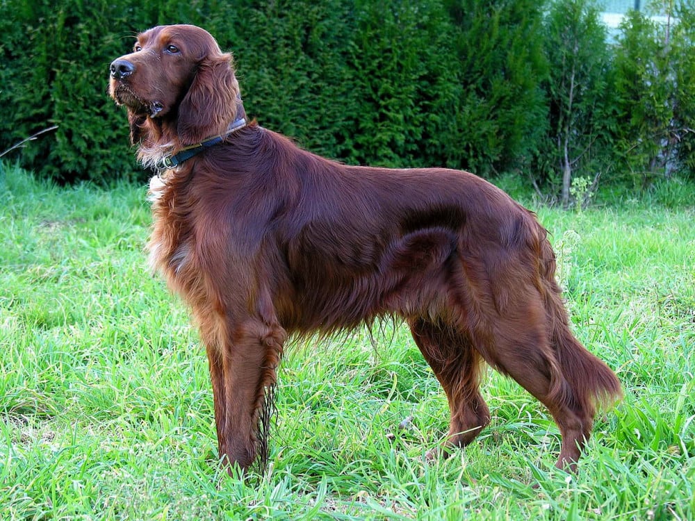 Irländsk setter