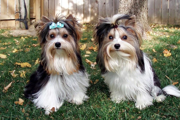 Biewer terrier