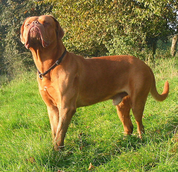 Dogue de Bordeaux