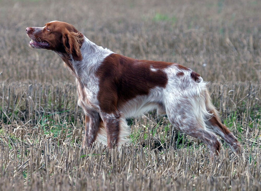 Breton
