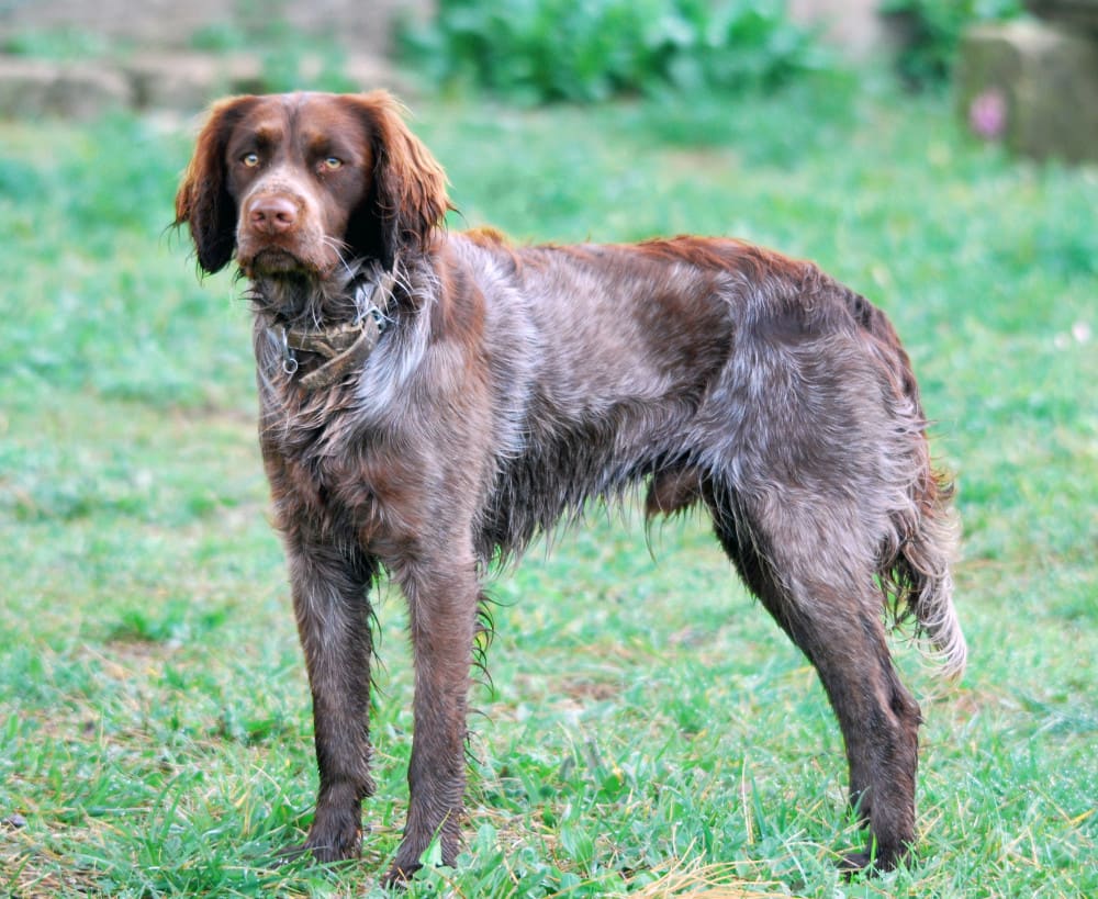 Saint-Usuge-spaniel