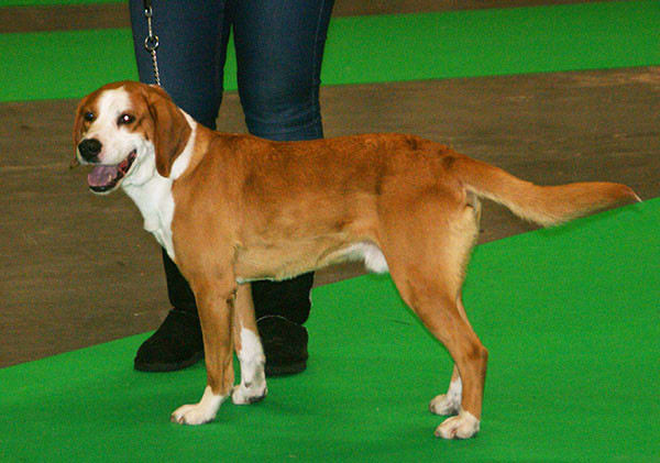 Gotland Hound