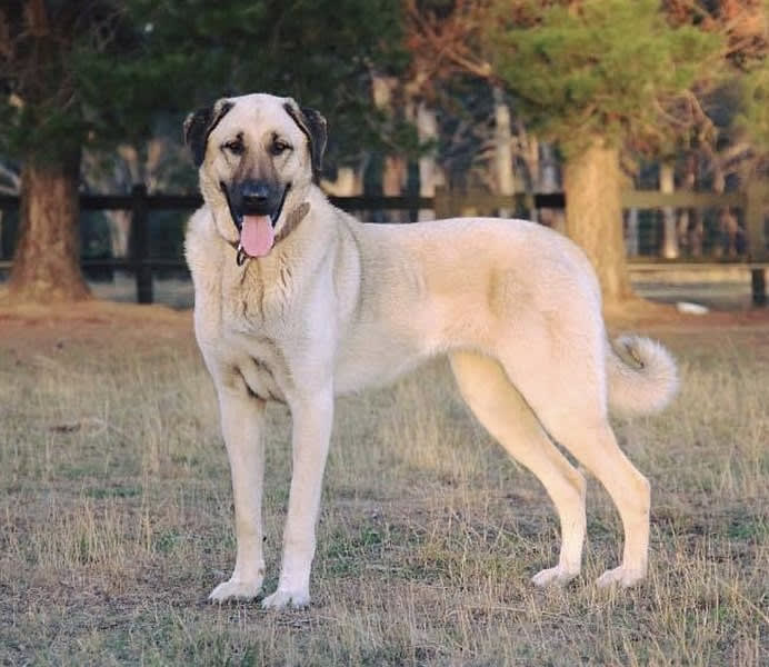 Kangal çoban köpegi