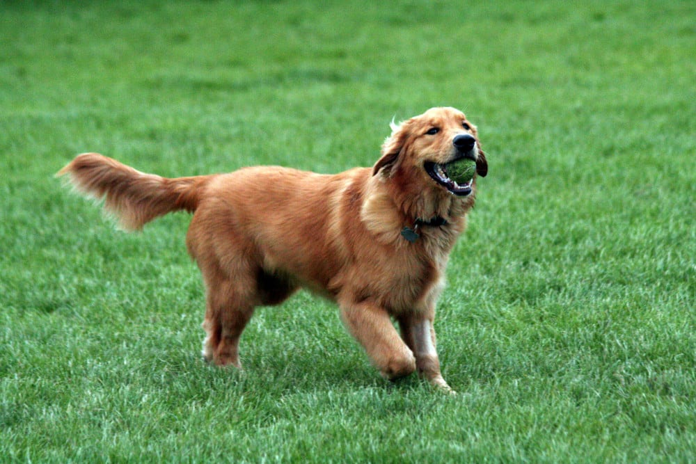 Golden retriever