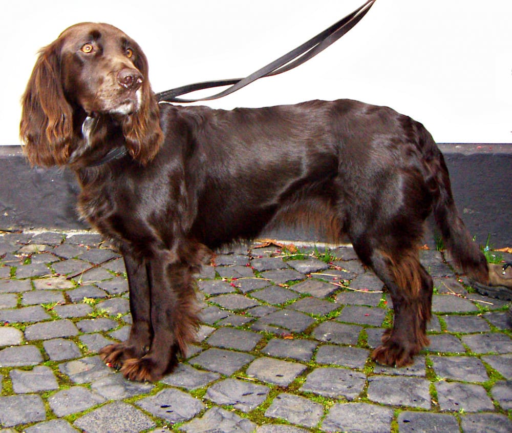Wachtelhund