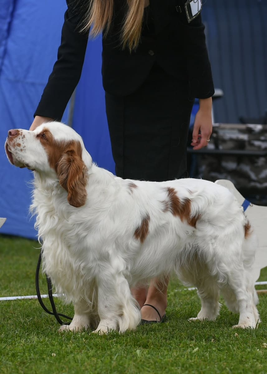 Clumber spaniel