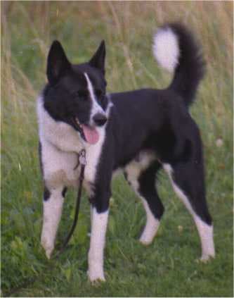 Karelian Bear Dog