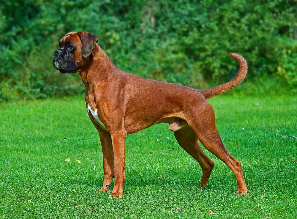 Boxer vs Auvergne Pointer (Braque d'Auvergne)