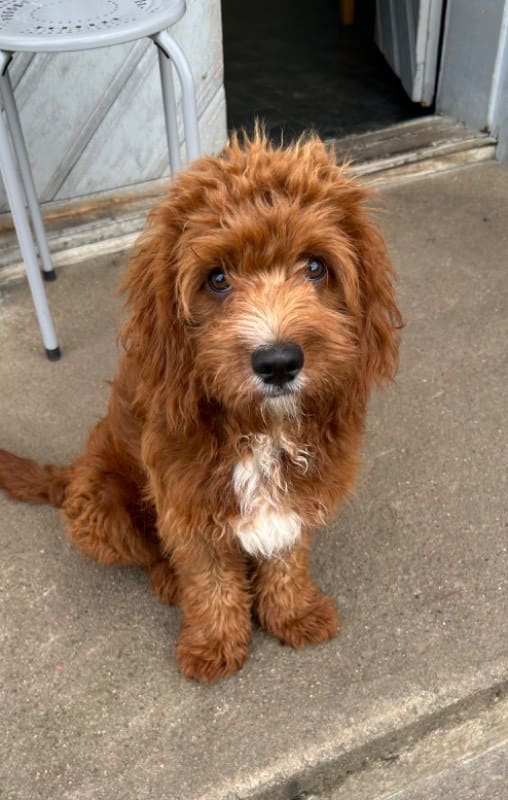 Cavapoo