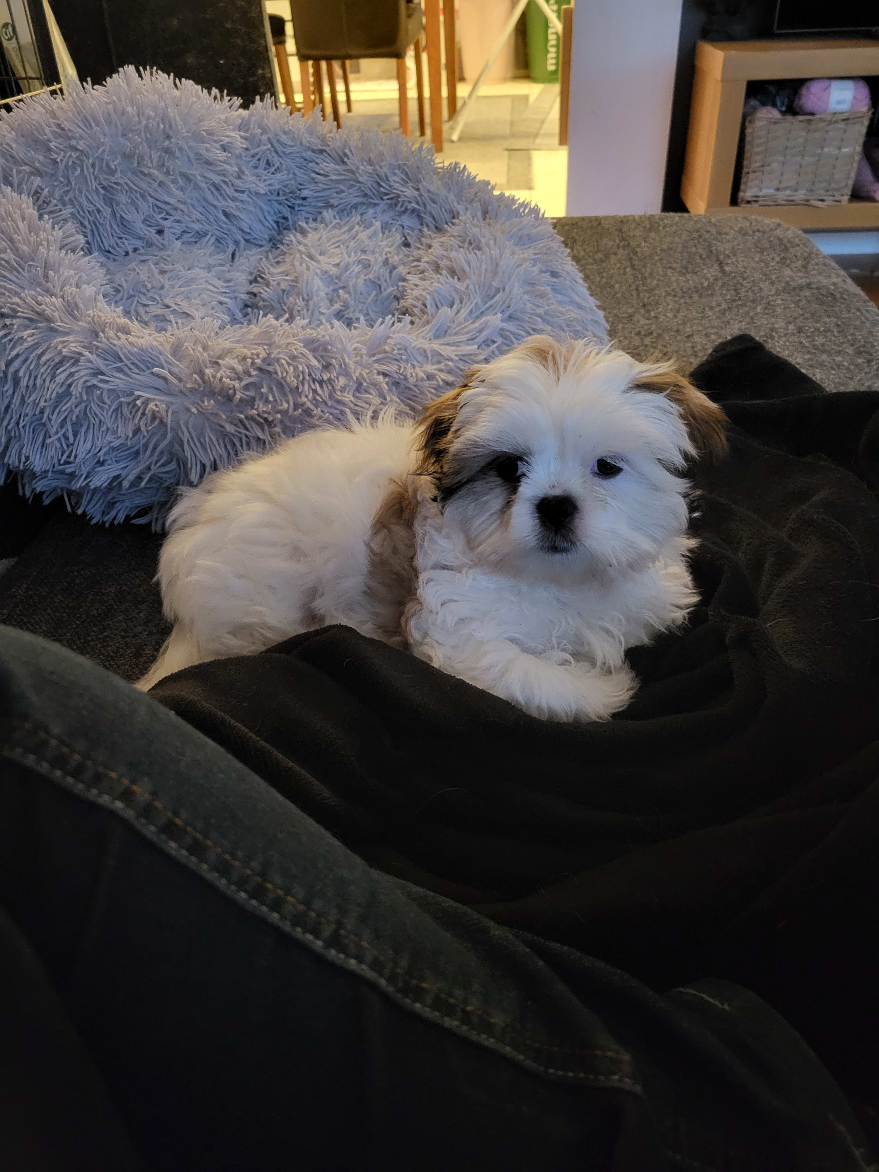 My Sweet Monster