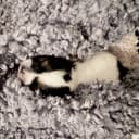 Biewer terrier
