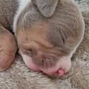 American Bully