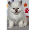 Birman