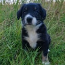 Border collie