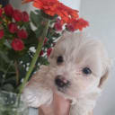 Maltipoo