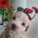 Maltipoo