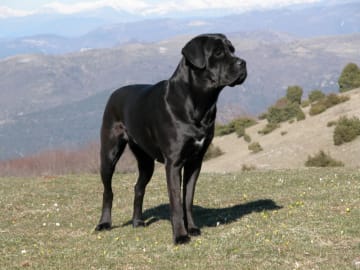 Gacilos Adamas