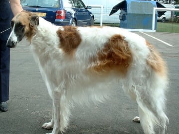 Bravehounds