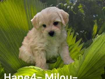 Milou