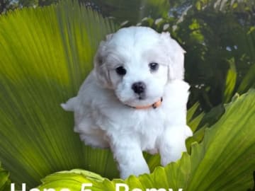 Remy