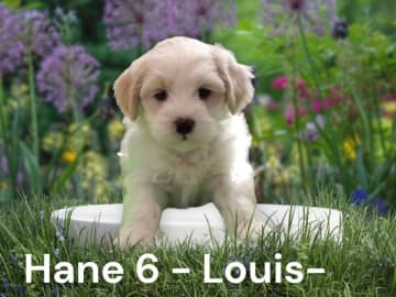 Louis