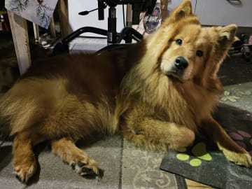 Hagrid