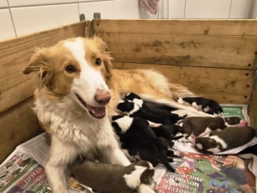 Border collie · Limhamn · Ruckeltofta Gård