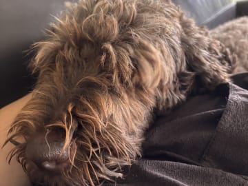 Goldendoodle · Västerlanda · Lugnets kennel