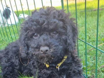 Maltipoo · Ystad · Jenny M.