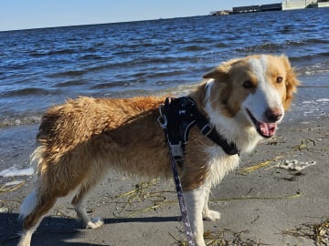 Border collie · Limhamn · Ruckeltofta Gård