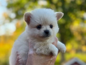 Pomchi · Vikbolandet · Bodil A.