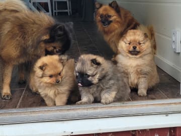 German Spitz – Mittelspitz · örebro · Barråsens