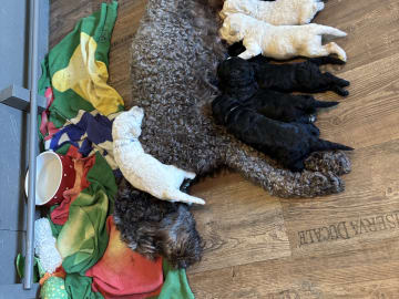 Lugnets kennel