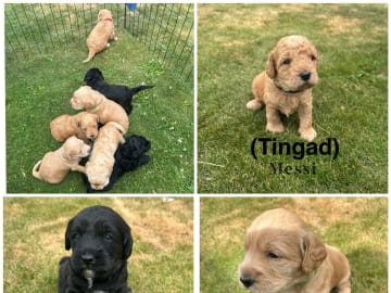 Labradoodle · Staffanstorp · Carina W.