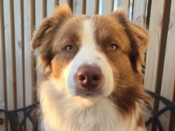 Border collie · Limhamn · Ruckeltofta Gård