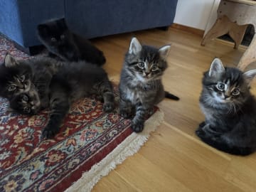 50 % sibirisk katt · Frösön · Karolin H.