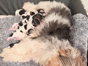 Biewer terrier · Köpingebro · Anna S.