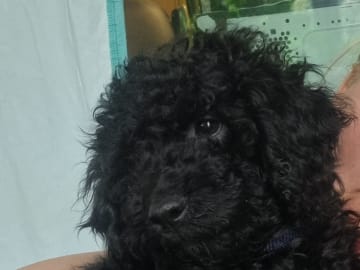 Maltipoo · Ystad · Jenny M.