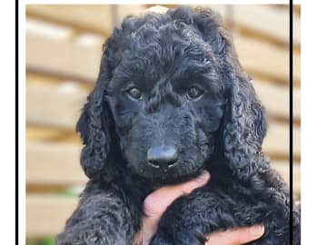 Double Doodle · Borås · Smith Labradoodles