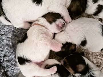 Biewer terrier · Köpingebro · Anna S.