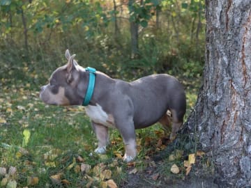American Bully · Upplands väsby · Lion.bullys