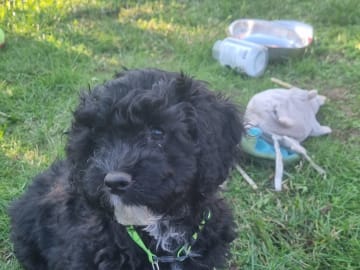 Maltipoo · Ystad · Jenny M.