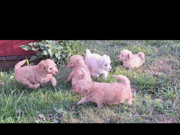 Maltipoo · Arboga · Kerata