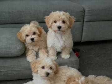 Maltipoo · Norsborg · Victoria C.