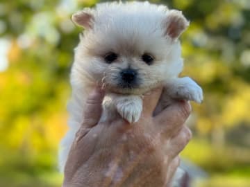 Pomchi · Vikbolandet · Bodil A.