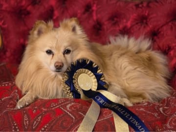 German Spitz – Mittelspitz · Luleå · Dålakungens kennel
