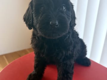 Labradoodle · Vittsjö · Fluffssons