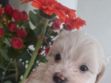 Maltipoo · Torshälla · Maltipoo