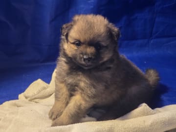 German Spitz – Mittelspitz · Luleå · Dålakungens kennel